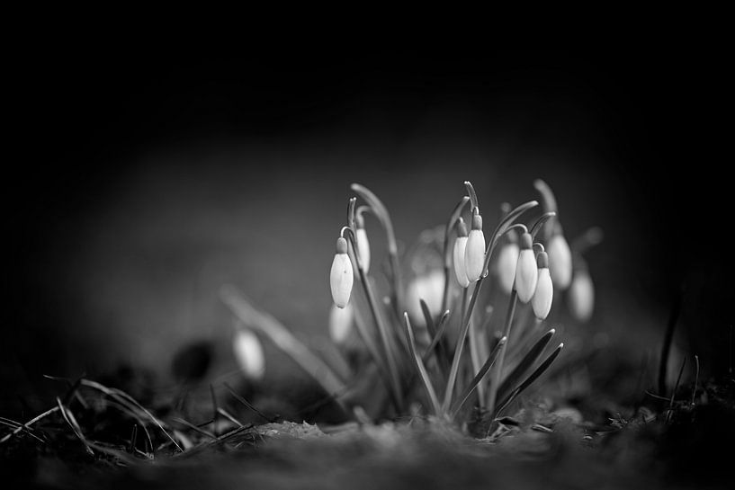 Schneeglöckchen (b/w) von Thomas Heins