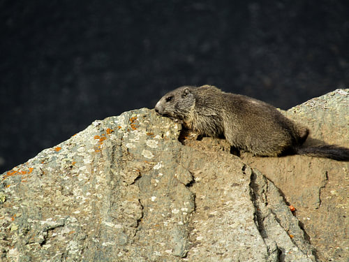 Marmot