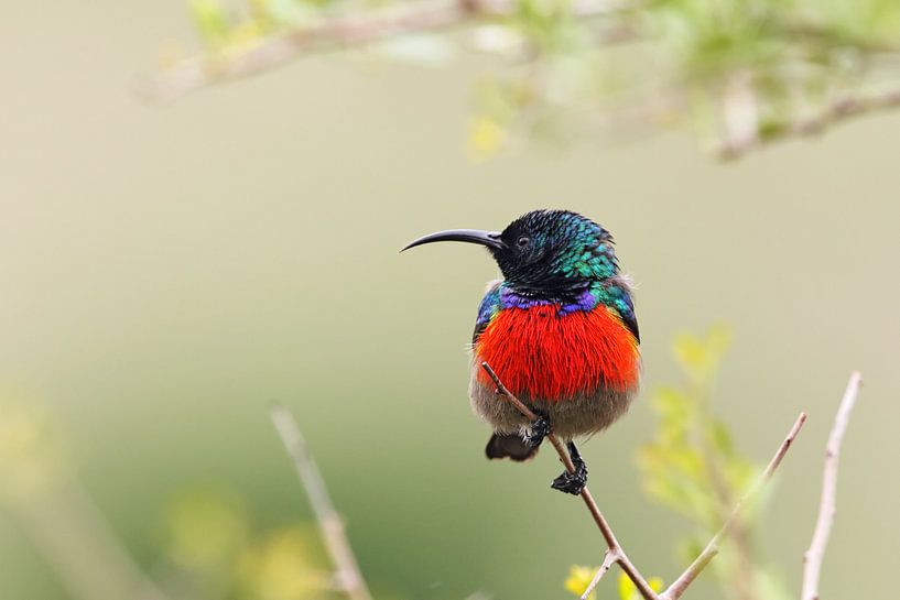 Dubbelgekleurde Sunbird (Cinnyris afer) van Dirk Rüter