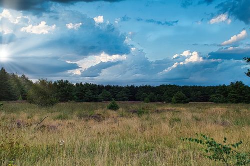 Ochtend in de natuur