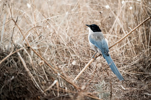 Azuurekster in Droog Gras Sfeervolle Vogelfoto