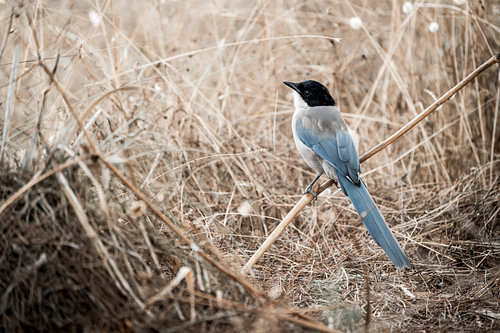 Azuurekster in Droog Gras Sfeervolle Vogelfoto