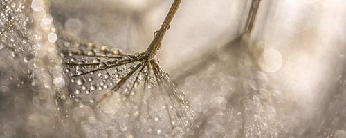Eyecatcher in warm shades: Panorama of water droplets on the fluff ball
