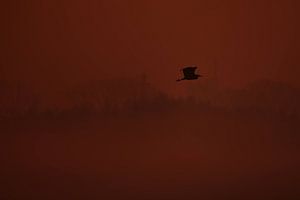 Vlucht in Stilte I – Bennekom