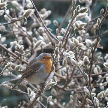 Roodborst