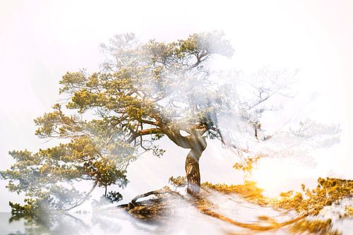 Tree with radiating power in the sunset