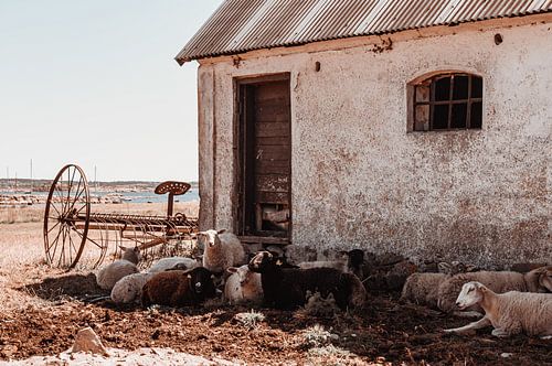 Schapen op een oude boerderij, Zweden