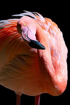 Flamingo Pose van Martin Mol