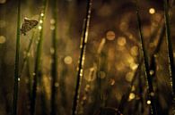 Bruine vuurvlinder van Jan Paul Kraaij thumbnail