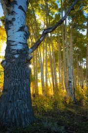 Autumn aspens by Martin Podt