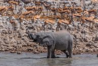 Junger Elefant am Wasserloch par Felix Brönnimann Aperçu