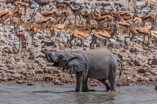 Junger Elefant am Wasserloch