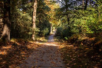 Zonneschijn Bospad 4 - Herfst in Hoenderloo van Deborah de Meijer