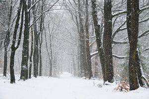 Path through a snow winter landscape in a forest