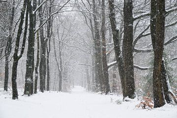 Chemin à travers un paysage hivernal enneigé dans une forêt sur Sjoerd van der Wal Photographie