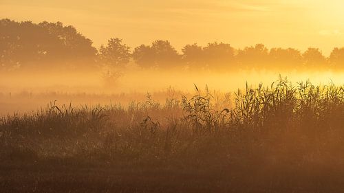 matin brumeux