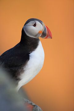 Puffins in the last evening light Norway by Frank Fichtmüller