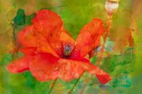 Red Poppy