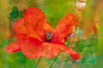 Red Poppy by Ellen Driesse