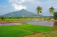 De oudste berg op aarde Arunachala in Tiruvannamalai India van Eye on You thumbnail
