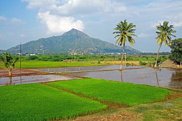 De oudste berg op aarde Arunachala in Tiruvannamalai India van Eye on You