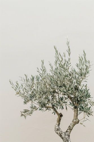 Timeless olive tree