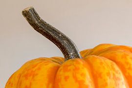 Pompoen by Sjoerd van der Meij