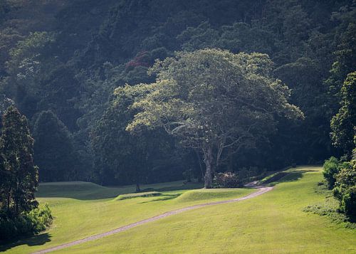 Bomen en bos rond om het golfveld