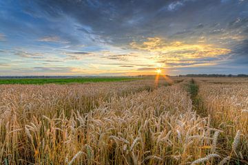 Zonsondergang in een korenveld