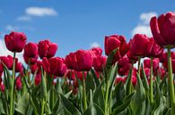Hollandse tulpen van Saskia Bon thumbnail