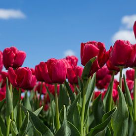 Hollandse tulpen sur Saskia Bon