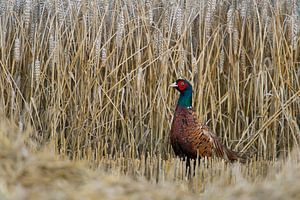 Jagdfasan ( Phasianus colchicus ) in einem halb gemähten Getreidefeld, Weizenfeld, verliert seine De