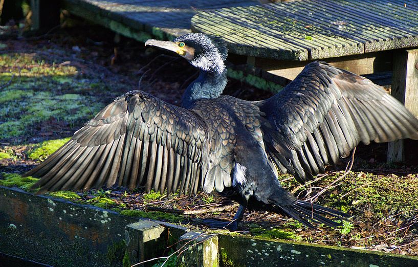 cormorant by joyce kool