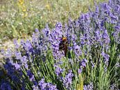 Blooming Lavender and Big Wasp by Paul Evdokimov thumbnail