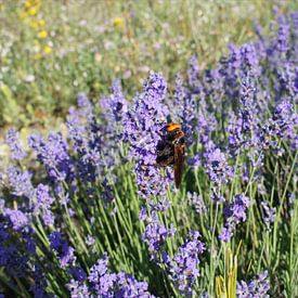 Bloeiende lavendel en grote wesp van Paul Evdokimov