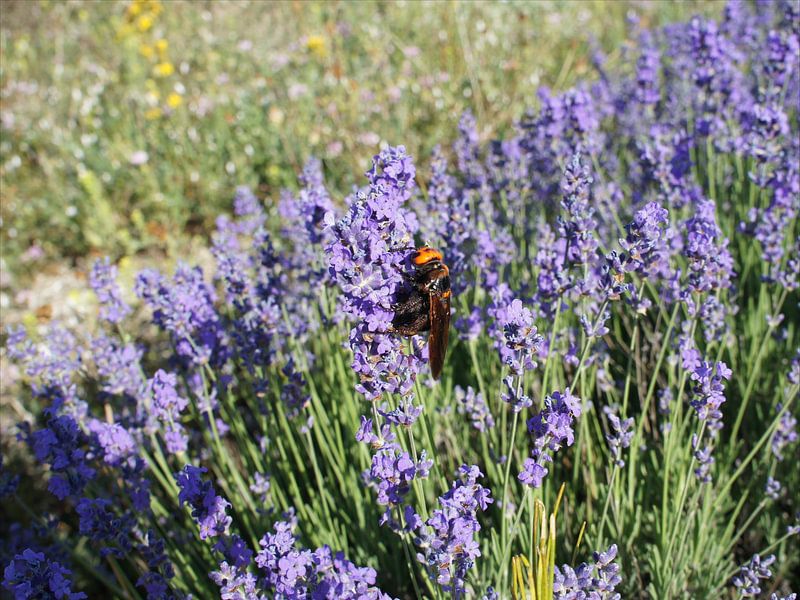 Blooming Lavender and Big Wasp by Paul Evdokimov