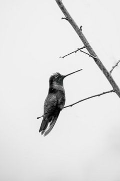 Zwart-Wit Zangvogel Elegante Eenvoud van Femke Ketelaar