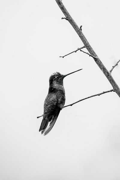 Oiseau chanteur noir et blanc - Simplicité élégante par Femke Ketelaar