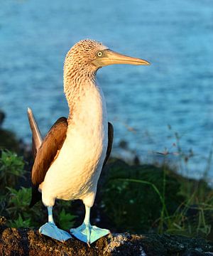 Close up van de blauwvoetgenten in het Galapagos National Park van Catalina Morales Gonzalez