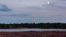 Ground fog on the Westerheide