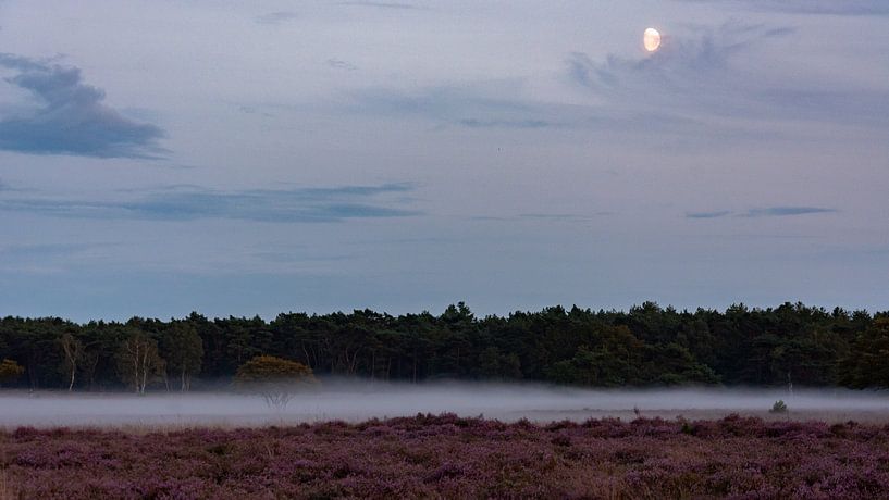 Bodennebel in der Westerheide von Peter Veerman