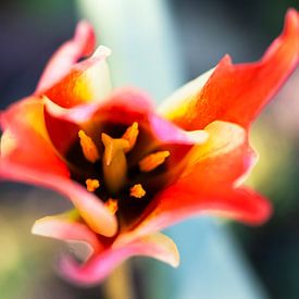 Kleurrijke tulp in het voorjaar van Paula van den Akker