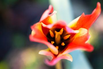 Kleurrijke tulp in het voorjaar van Paula van den Akker