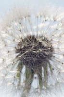 Translucent dandelion fluff