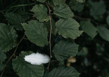 Witte veer rustend op een groen blad van AIM52 Shop