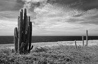 Cactus au bord de la mer, noir et blanc. par Vanessa D. Aperçu