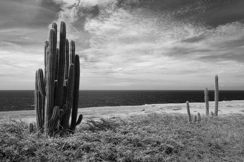 Cactus au bord de la mer, noir et blanc. par Vanessa D.