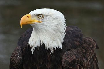 Bald Eagle (Haliaeetus leucocephalus) by Ronald Pol