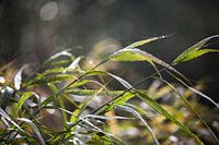 Groen gras