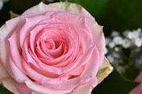 Heavenly Pink